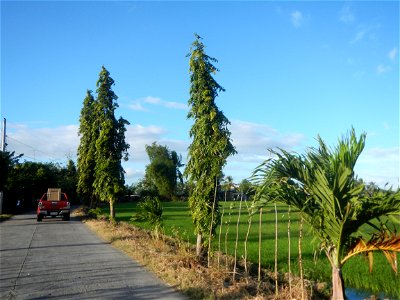 Gapan City Landmarks include Paddy fields, grasslands, trees and irrigation (P. Cruz Subdivision Road & Farm-to-Market Roads, Barangays Mangino & Santa Cruz, Gapan City) in Barangay Santa Cruz