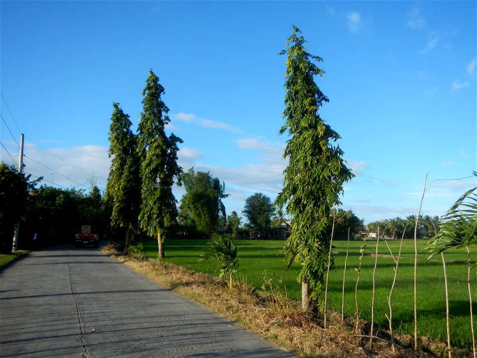 Gapan City Landmarks include Paddy fields, grasslands, trees and irrigation (P. Cruz Subdivision Road & Farm-to-Market Roads, Barangays Mangino & Santa Cruz, Gapan City) in Barangay Santa Cruz