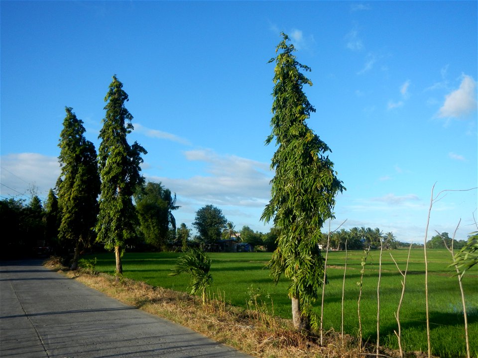 Gapan City Landmarks include Paddy fields, grasslands, trees and irrigation (P. Cruz Subdivision Road & Farm-to-Market Roads, Barangays Mangino & Santa Cruz, Gapan City) in Barangay Santa Cruz