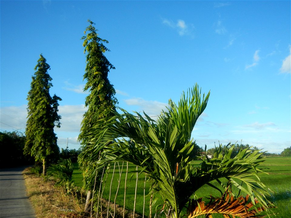 Gapan City Landmarks include Paddy fields, grasslands, trees and irrigation (P. Cruz Subdivision Road & Farm-to-Market Roads, Barangays Mangino & Santa Cruz, Gapan City) in Barangay Santa Cruz