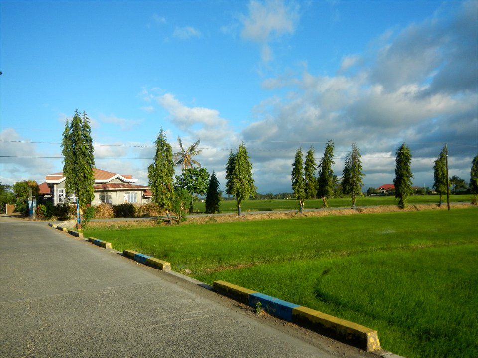 Gapan City Landmarks include Paddy fields, grasslands, trees and irrigation (P. Cruz Subdivision Road & Farm-to-Market Roads, Barangays Mangino & Santa Cruz, Gapan City) in Barangay Santa Cruz