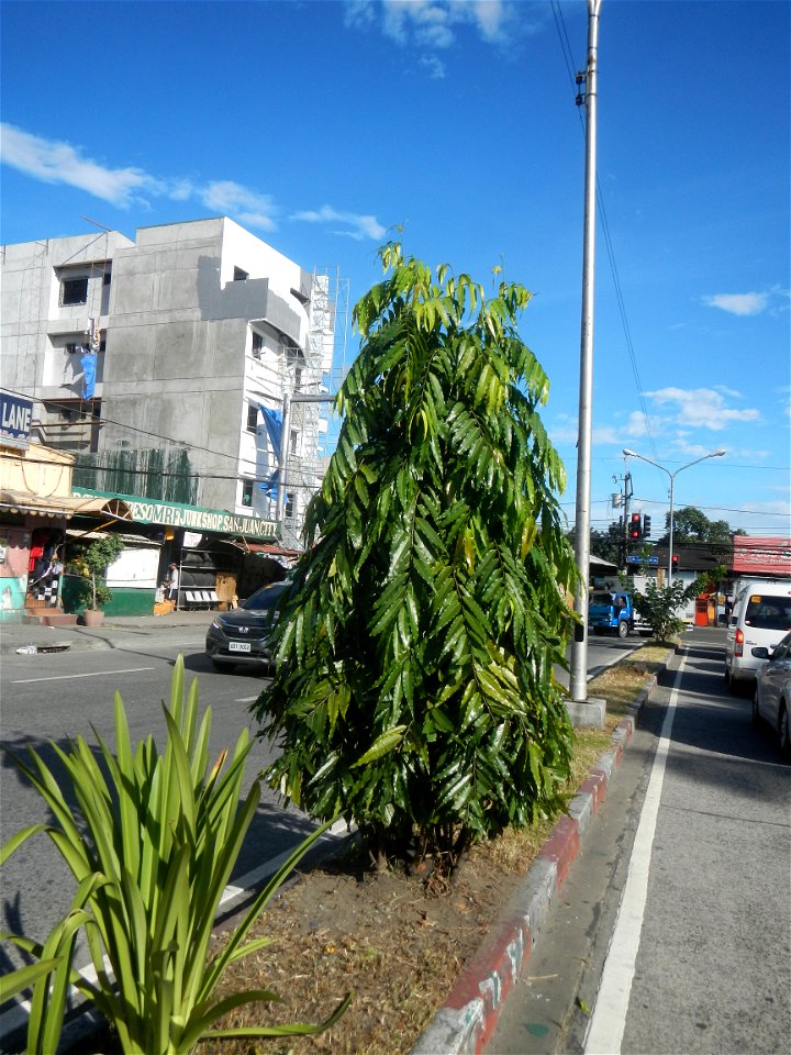 Gregorio Araneta Avenue List of barangays of Metro Manila Legislative districts of Quezon City, Barangays of Quezon City, Barangay Doña Imelda 14°36'40"N, District IV, Quezon City from V. Mapa LRT Sta