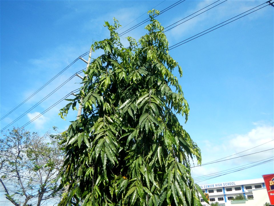 J. P. Rizal Extension, District II, Makati City 14°33'46"N 121°3'34"E J. P. Rizal Street 14°34'18"N 121°0'57"E District II, List of barangays of Metro Manila, Legislative districts of Makati, Barangay