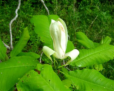 Magnolia tripetala, near Morehead, Rowan County, Kentucky.
