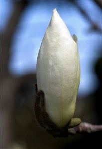 Magnolia denudata (syn. M. heptapeta)