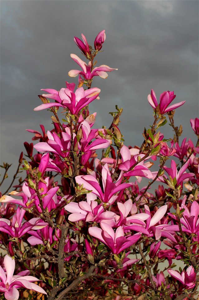 Lily magnolia, also known as Mulan magnolia, Tulip magnolia, Jane magnolia and Woody-orchid. Ukraine, Vinnytsia photo