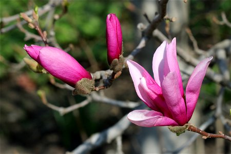 Lily magnolia, also known as Mulan magnolia, Tulip magnolia, Jane magnolia and Woody-orchid. Ukraine, Vinnytsia photo