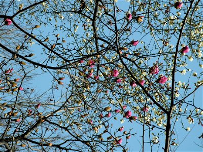 モクレン[木蓮:木蘭][Magnolia quinquepeta:Magnolia liliiflora]-花