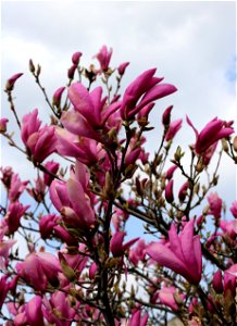 Lily magnolia, also known as Mulan magnolia, Tulip magnolia, Jane magnolia and Woody-orchid. Ukraine, Vinnytsia