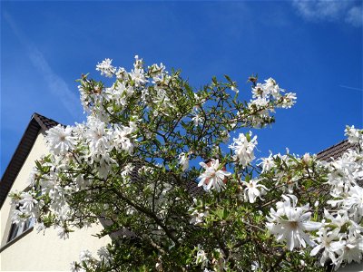 Stern-Magnolie (Magnolia stellata) in Hockenheim