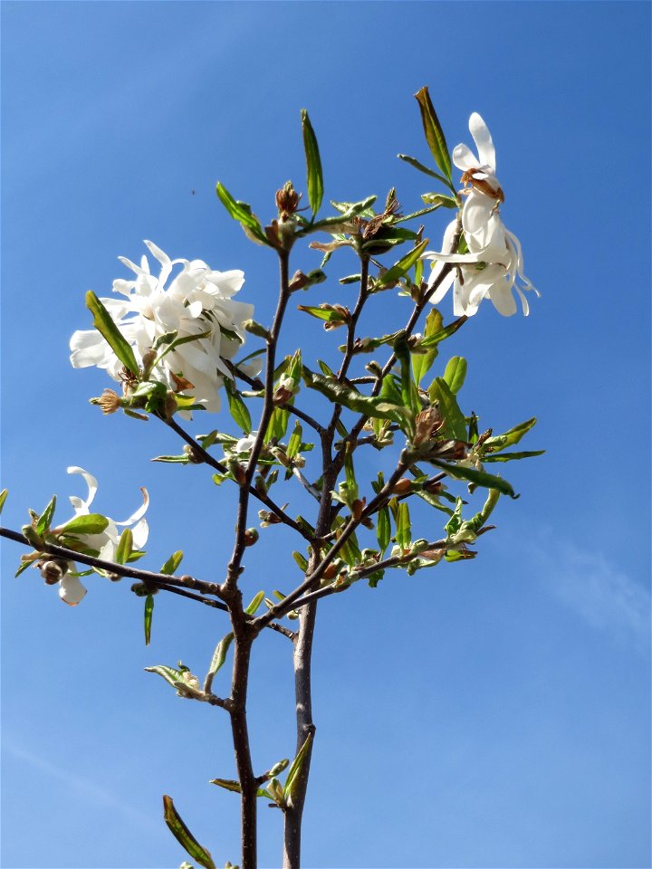 Stern-Magnolie (Magnolia stellata) in Hockenheim