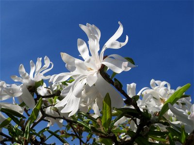 Stern-Magnolie (Magnolia stellata) in Hockenheim photo