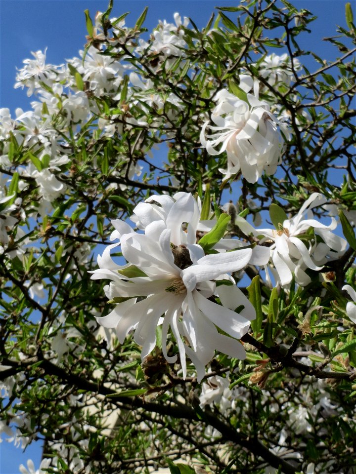 Stern-Magnolie (Magnolia stellata) in Hockenheim