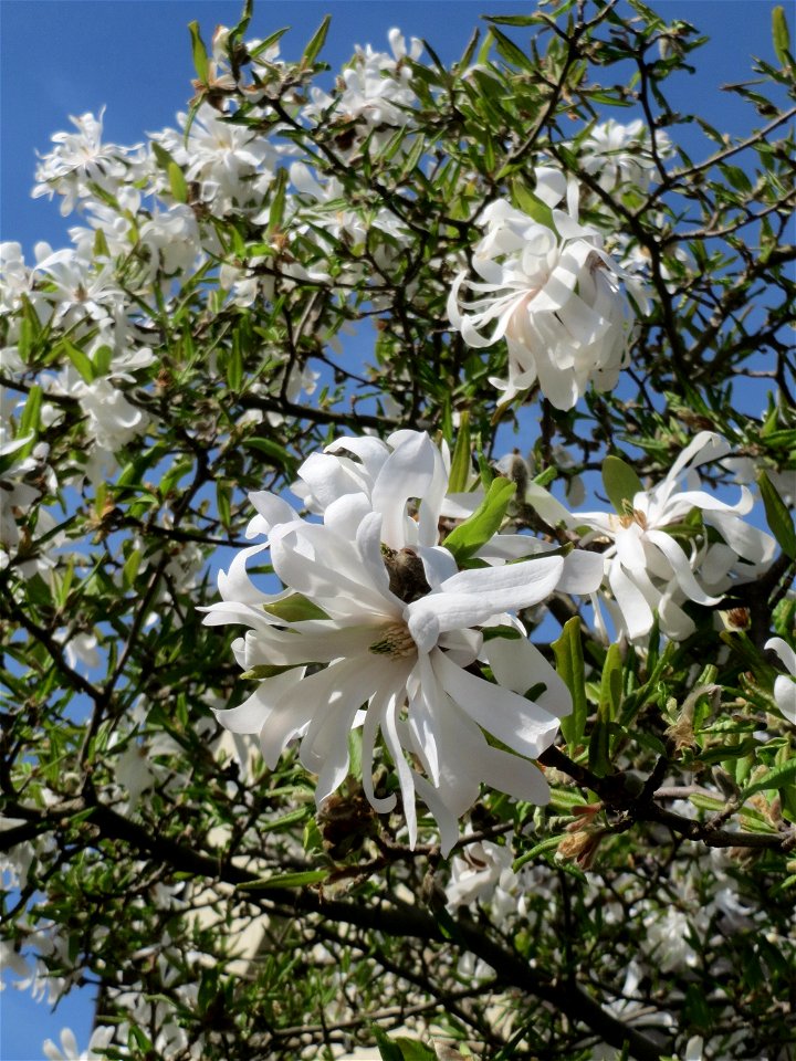 Stern-Magnolie (Magnolia stellata) in Hockenheim photo