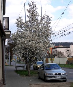 Magnolia stellata, šácholan, city Brno Komín, street Branka, 2008 photo