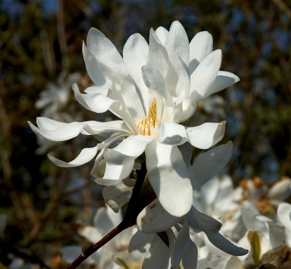 Star Magnolia photo