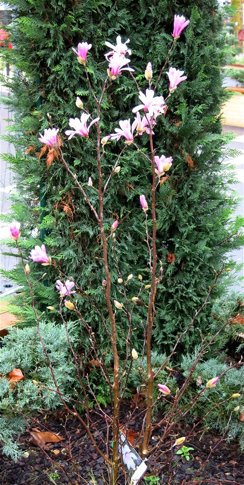 Magnolia Stellata in the Colombes market (Hauts-de-Seine, France).