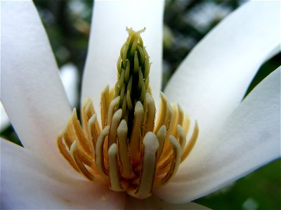 Wnętrze tudzież apokarpijne słupkowie magnolii gwiaździstej. Zdjęcie makro w Zagnańsku. photo