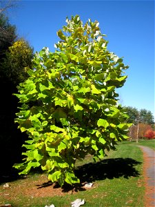 Magnolia macrophylla specimen in Lasdon Park and Arboretum, Somers, New York, USA.