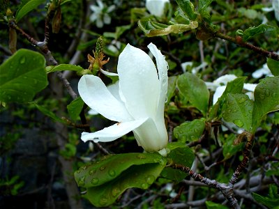 I am the originator of this photo. I hold the copyright. I release it to the public domain. This photo depicts a Magnolia flower.