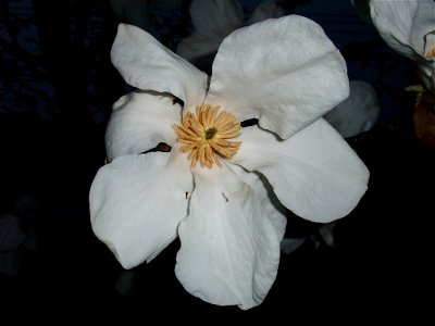 コブシモドキの花 photo