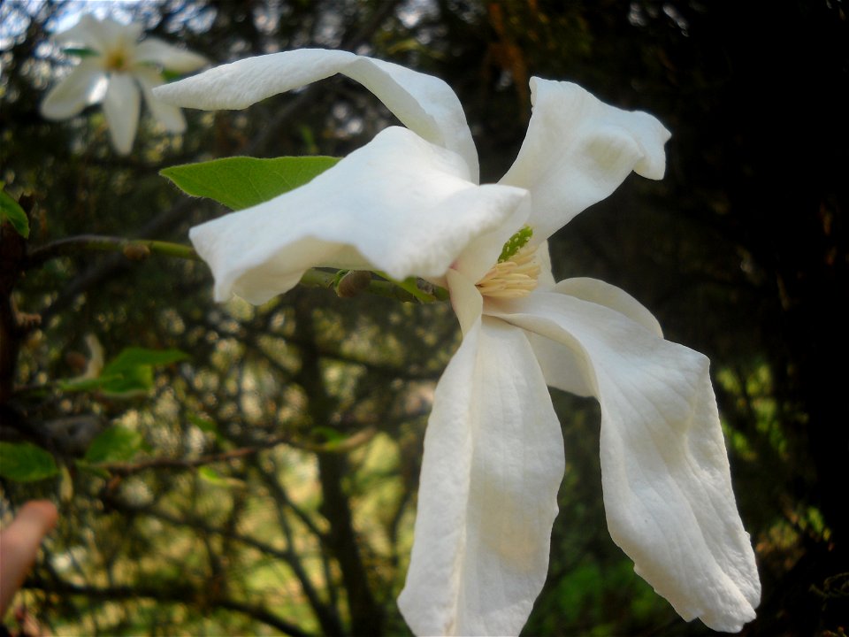 Квітка магнолії: Квітка магнолії у ботанічному саду імені Гришка photo