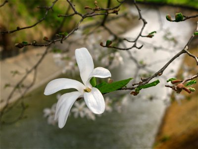 Magnolia, probably Magnolia kobus