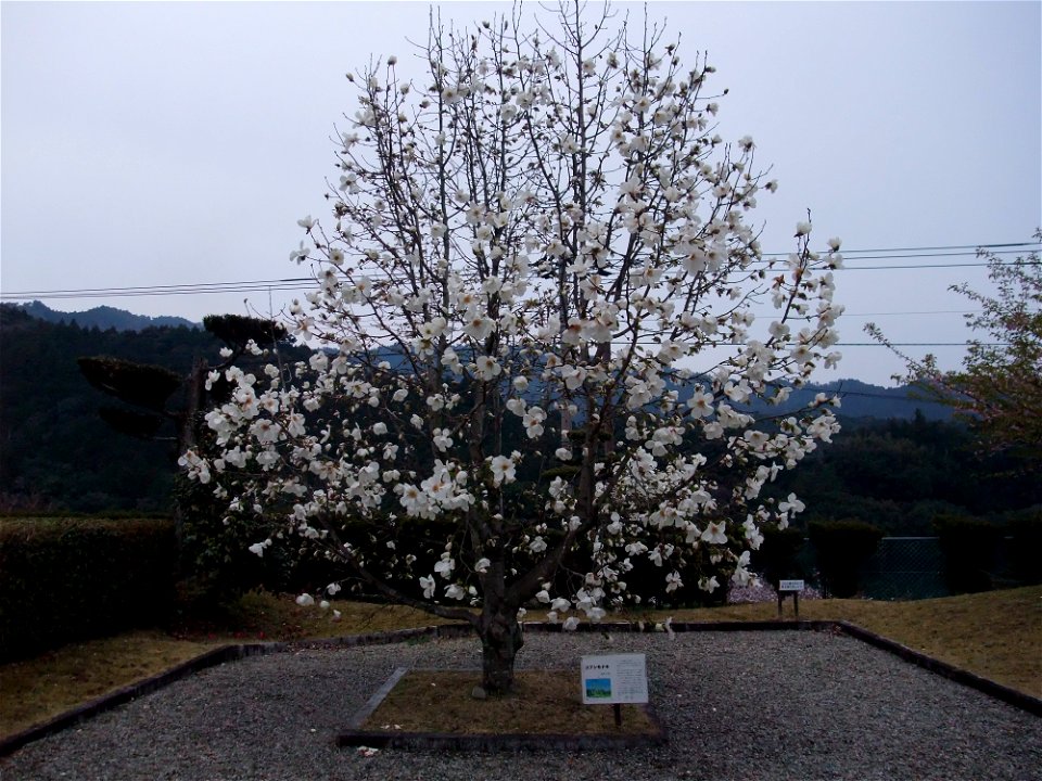 コブシモドキの木。相生森林美術館にて。セカイカメラのエアタグを現地に残してきたので、現地ではいつでも花が見られるようになりました。 学術的に貴重な植物であるため、この植物に関して投稿したすべての写真の著作権を放棄します。 photo