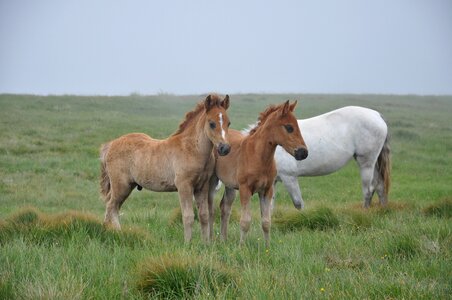 Wild horses the carpathians mountains
