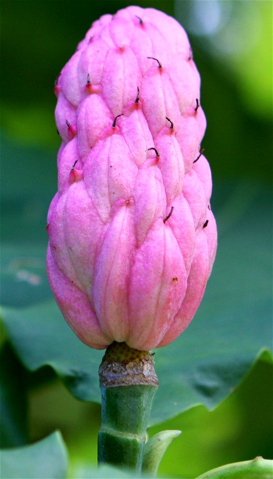 Self made picture of Magnolia tripetala fruit, taken in mid August.