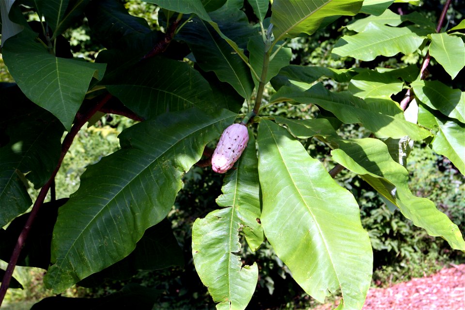 Self made picture of Magnolia tripetala, showing fruit and leaves. photo