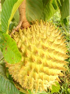 Foto del fruto de la planta, conocida comunmente como Guanacona photo