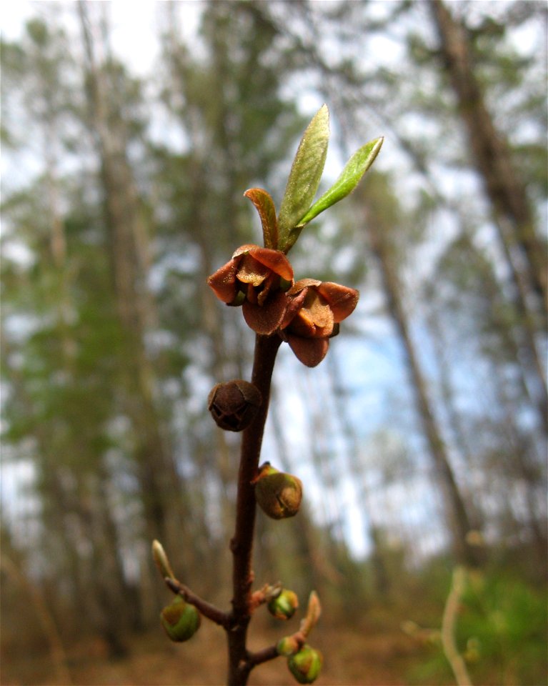 — smallflower pawpaw, dwarf papaw; flowers. 
In dry upland woods in Poe Creek Forest, Pickens County, South Carolina.
