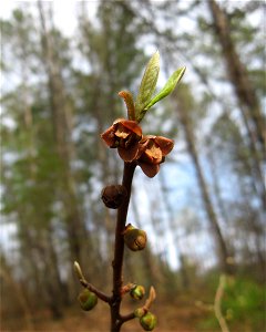 — smallflower pawpaw, dwarf papaw; flowers. 
In dry upland woods in Poe Creek Forest, Pickens County, South Carolina.