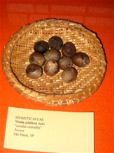 Virola sebifera specimen in the Museu Botânico Dr. João Barbosa Rodrigues, Jardim Botânico de São Paulo, São Paulo City, SP, Brazil.