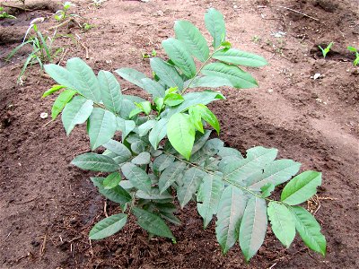 Mkilua fragrans, Mwabungo, Kenia, 2012