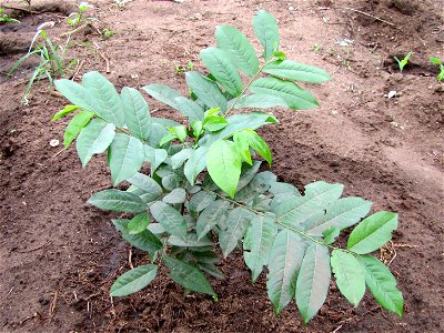 Mkilua fragrans, Mwabungo, Kenia, 2012 photo