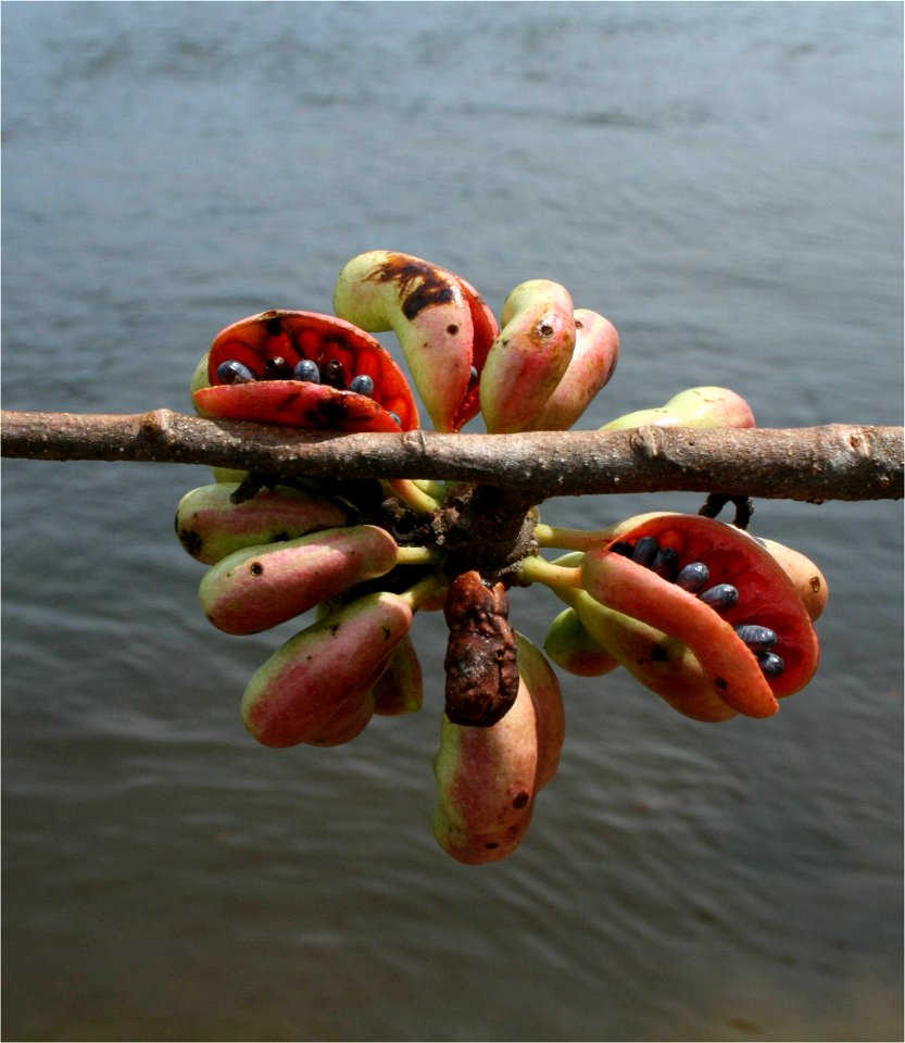 Fruit of Xylopia aromatica, Rio Ventuari, Venezuela