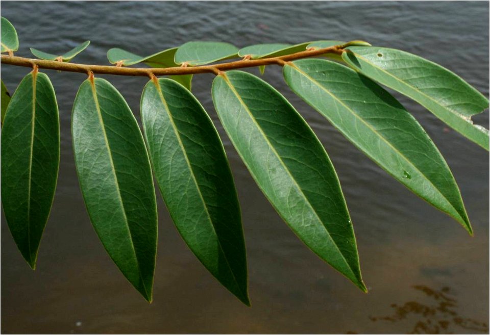 Leaves of Xylopia aromatica, Rio Ventuari, Venezuela