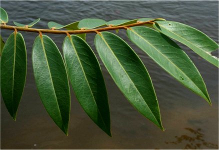 Leaves of Xylopia aromatica, Rio Ventuari, Venezuela photo