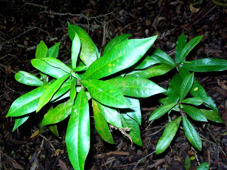 Eupomatia bennettii at Coffs Harbour Botanic Gardens