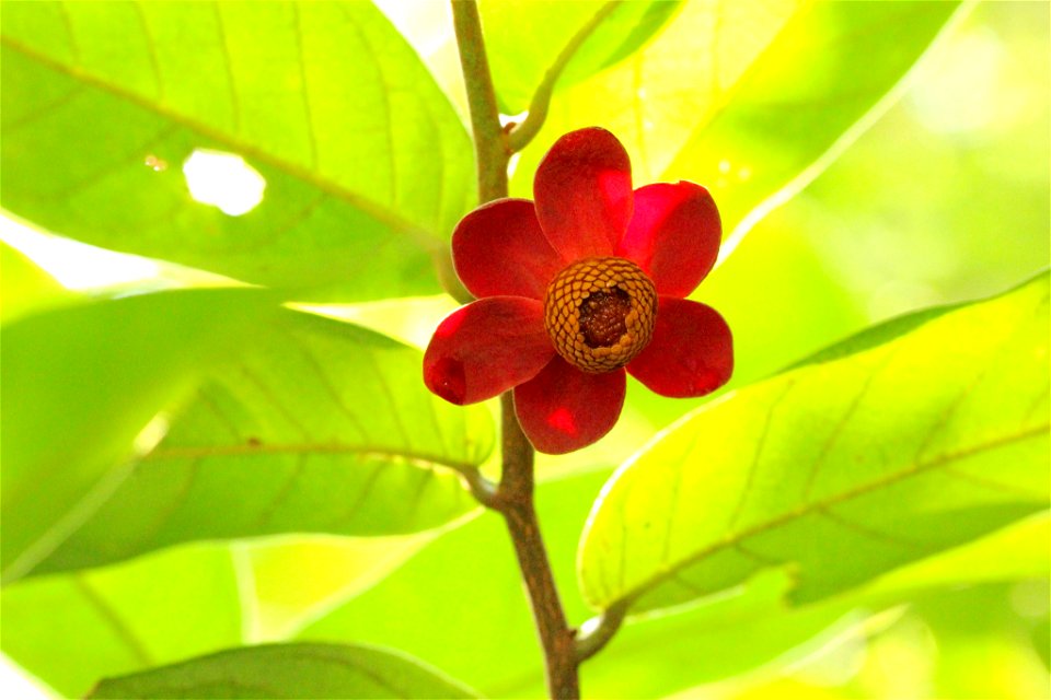 Large-leaved Uvaria (Uvaria macrophylla)