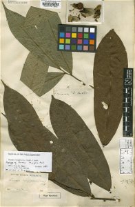 Annona longifolia Aubl. (=Fusaea longifolia (Aubl.) Saff.) - herbier collecté par Aublet en Guyane, conservé au British Museum BM000547151 photo