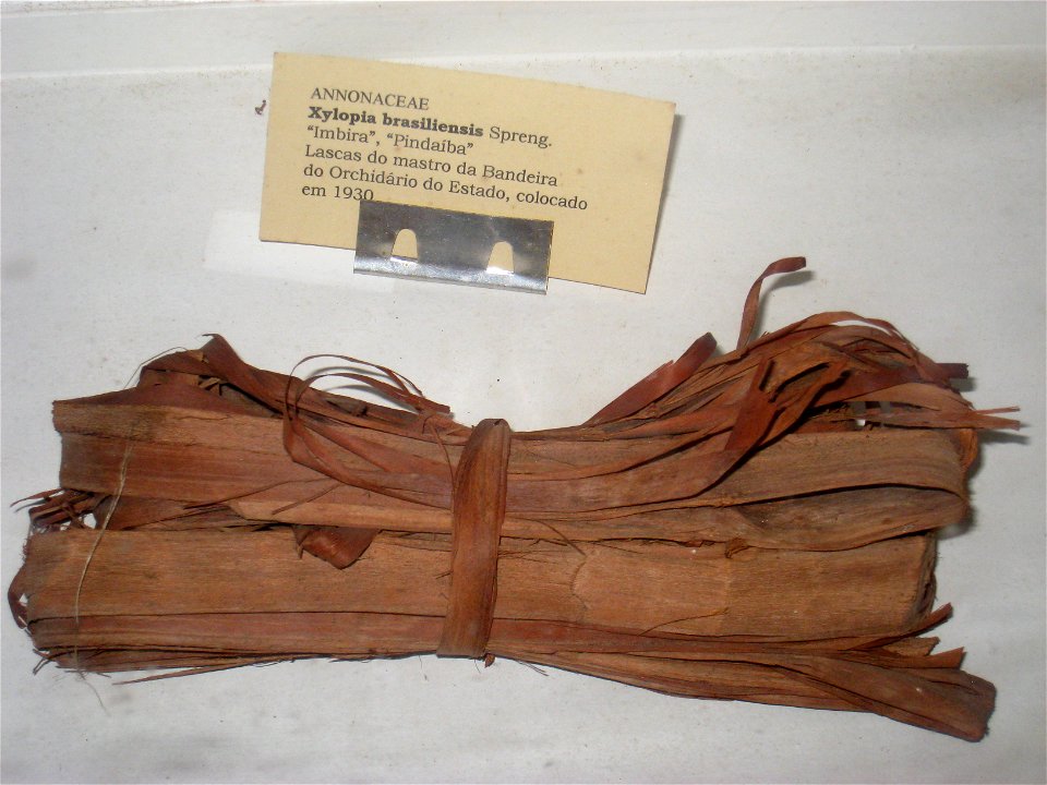 Xylopia brasiliensis specimen in the Museu Botânico Dr. João Barbosa Rodrigues, Jardim Botânico de São Paulo, São Paulo City, SP, Brazil.