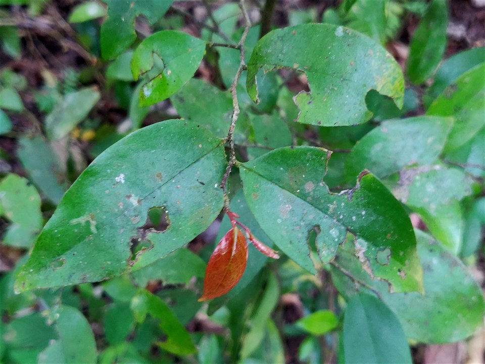 Orophea thomsoni leaf flush in the Anamalai Hills, India