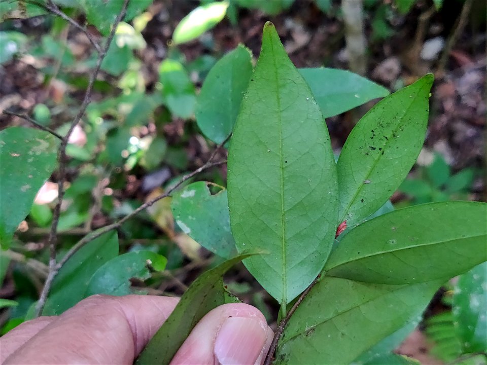 Underside of leaf of Orophea thomsoni in the Anamalai Hills, India