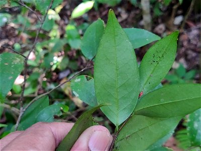 Underside of leaf of Orophea thomsoni in the Anamalai Hills, India photo