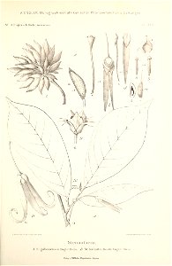Black and white lithograph of a botanical illustration of Neostenanthera gabonensis (using the synonym Stenanthera gabonensis) showing leaves, flower, floral parts and fruit. photo