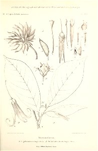 Black and white lithograph of a botanical illustration of Neostenanthera gabonensis (using the synonym Stenanthera gabonensis) showing leaves, flower, floral parts and fruit.