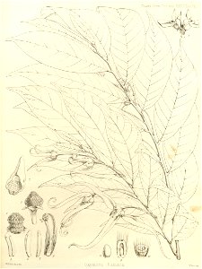 Black and white lithograph of a botanical illustration of Neostenanthera hamata (using the synonym Oxymitra hamata) showing leaves, flowers, and floral parts. photo